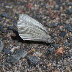 Pieris virginiensis
