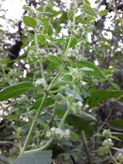 Minthostachys verticillata