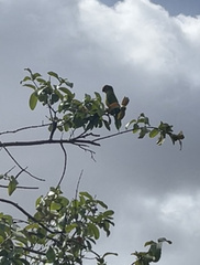 Eupsittula aurea