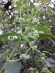 Minthostachys verticillata