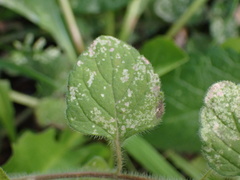 Clinopodium nepeta