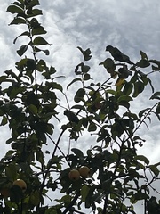Eupsittula aurea