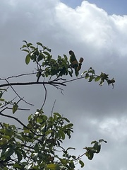 Eupsittula aurea