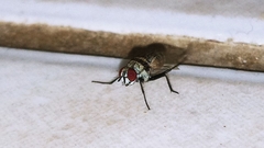 Anthomyia