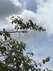 Eupsittula aurea