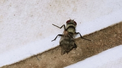 Anthomyia