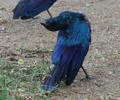 Lamprotornis australis