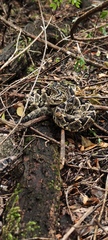 Crotalus totonacus