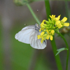 Pieris virginiensis