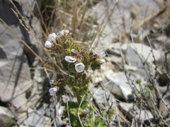 Phacelia anelsonii