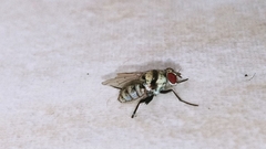 Anthomyia