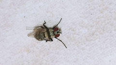 Anthomyia