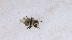 Anthomyia