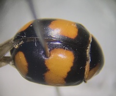 Brachiacantha