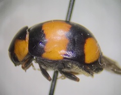 Brachiacantha