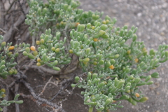 Tetraena fontanesii