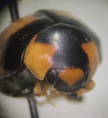 Brachiacantha