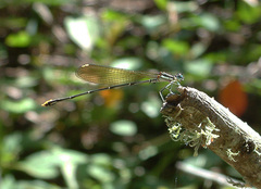 Allocnemis leucosticta
