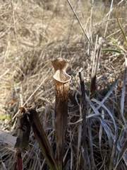 Sarracenia