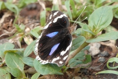 Junonia oenone