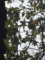 Eupsittula aurea