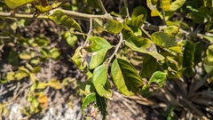 Dalbergia ecastaphyllum