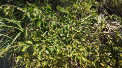 Dalbergia ecastaphyllum