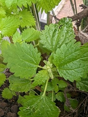 Urtica membranacea