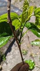 Morus rubra