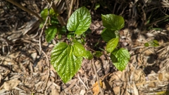 Morus rubra