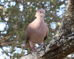 Streptopelia decipiens