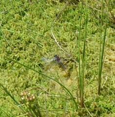 Leucorrhinia glacialis