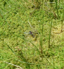 Leucorrhinia glacialis
