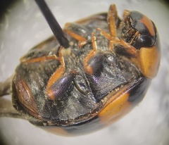 Brachiacantha