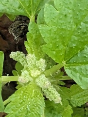 Urtica membranacea