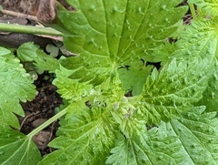 Urtica membranacea