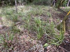 Anthoxanthum occidentale