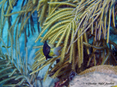 Stegastes partitus