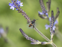 Ancistrocerus haematodes