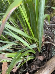 Anthoxanthum occidentale