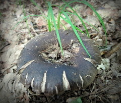 Russula nigricans