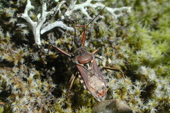 Rhynocoris erythropus