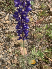 Lupinus sparsiflorus