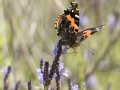 Vanessa vulcania