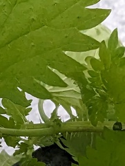 Urtica membranacea