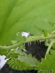 Urtica membranacea