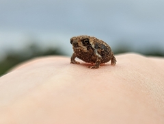 Breviceps adspersus