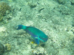 Pycnochromis margaritifer