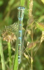 Coenagrion scitulum