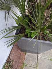 Urtica membranacea